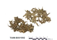 藏品(地錢屬)的圖片